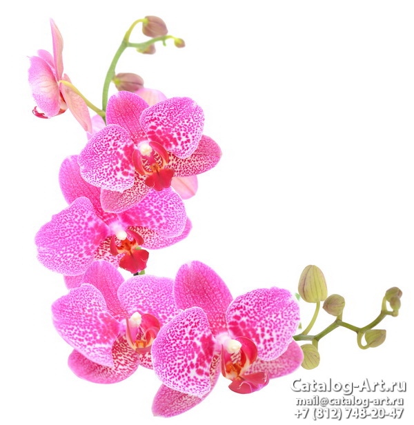 Pink orchids 77